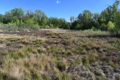 Juncus effusus pacificus