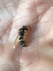 Parancistrocerus minimoferus