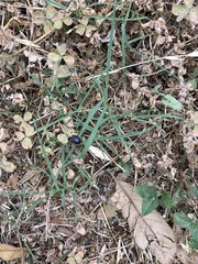 Leptinotarsa haldemani