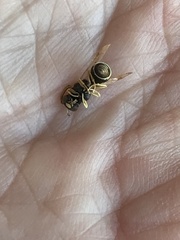 Parancistrocerus minimoferus