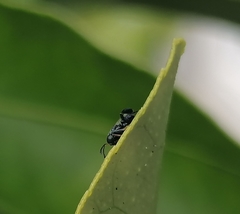 Neocladia