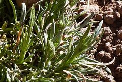 Senecio sundtii