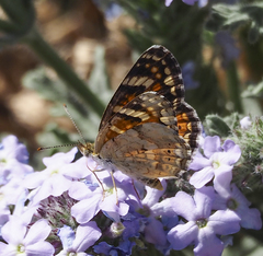Phyciodes picta canace