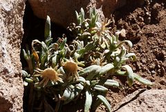 Senecio sundtii
