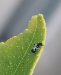 Neocladia