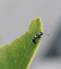 Neocladia