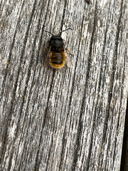Osmia cornuta