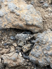Oedipoda canariensis