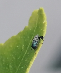 Neocladia