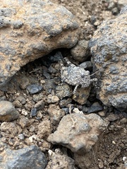 Oedipoda canariensis