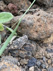 Oedipoda canariensis