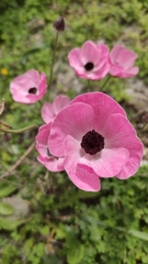 Anemone coronaria