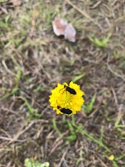 Nemognatha nemorensis