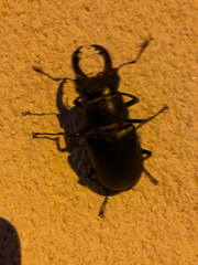 Lucanus cervus