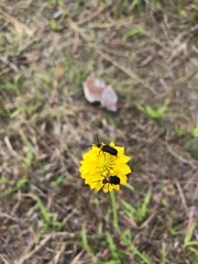 Nemognatha nemorensis