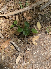 Rhynchosida physocalyx