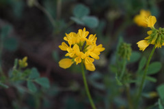 Trigonella corniculata