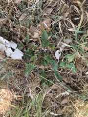 Rhynchosida physocalyx