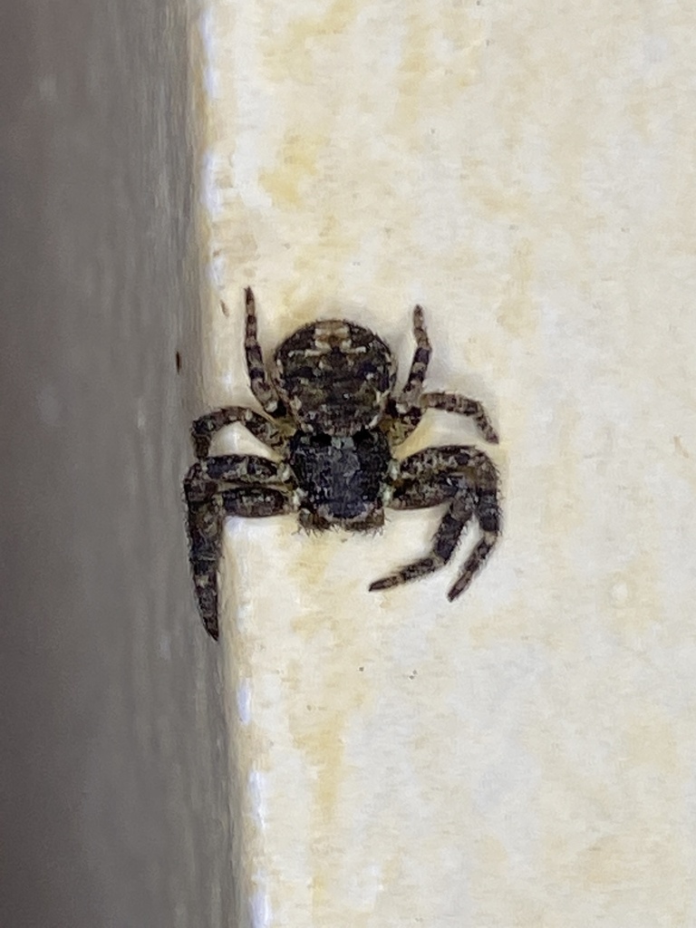 Semi-social Crab Spider
