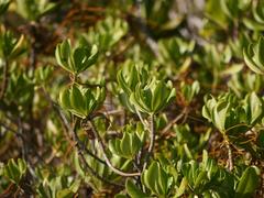 Scaevola taccada