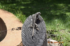 Sceloporus