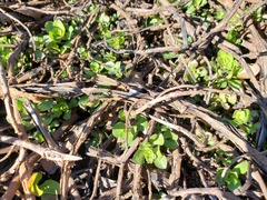 Ludwigia peploides montevidensis