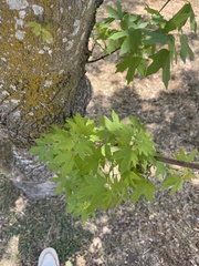 Acer grandidentatum