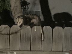 Didelphis virginiana