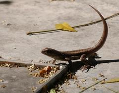 Leiocephalus psammodromus