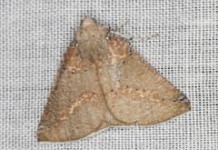 Cassythaphaga macarta