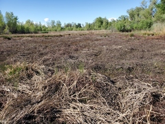 Ludwigia peploides montevidensis