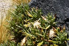 Senecio sundtii