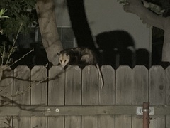 Didelphis virginiana
