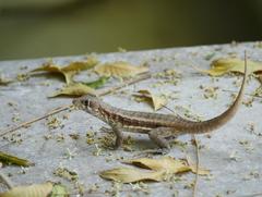 Leiocephalus psammodromus