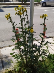 Asteraceae