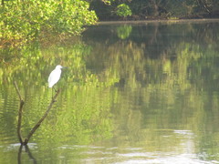 Egretta garzetta