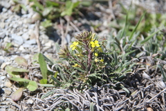 Erysimum callicarpum