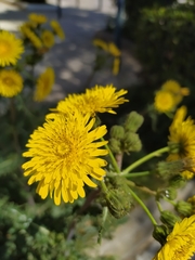 Asteraceae