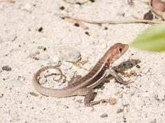 Leiocephalus psammodromus