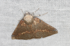 Cassythaphaga macarta