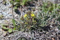 Erysimum callicarpum