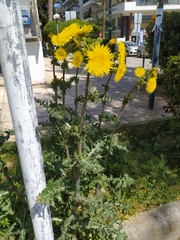 Asteraceae