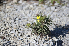 Erysimum callicarpum