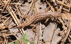Sceloporus slevini