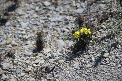 Erysimum callicarpum