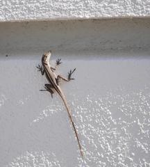 Anolis scriptus