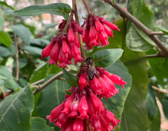 Cestrum fasciculatum