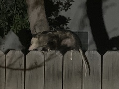 Didelphis virginiana