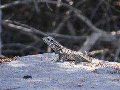 Leiocephalus psammodromus