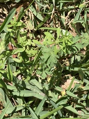 Leucospora multifida